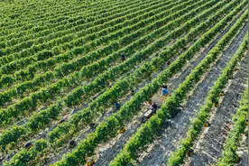 新疆高校葡萄酒品鉴课又开课啦！网友：话不多说，知识点都在酒里了图片