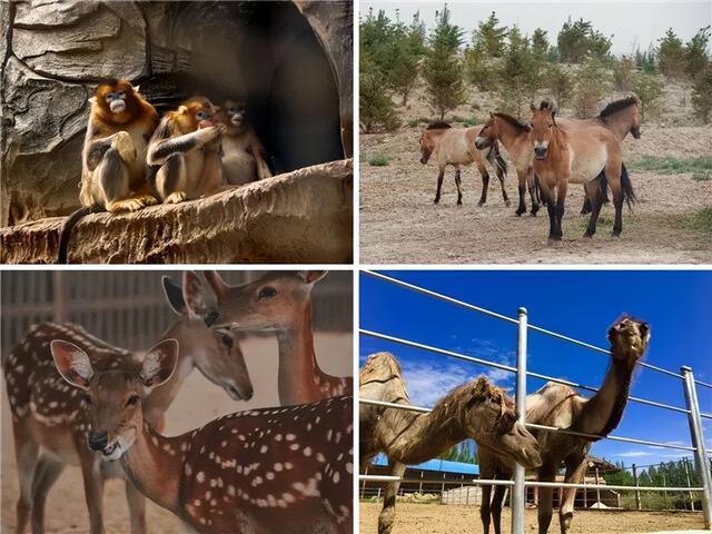 如意甘肃·畅游五一 | 寻迹陇原古韵，解锁快乐假期