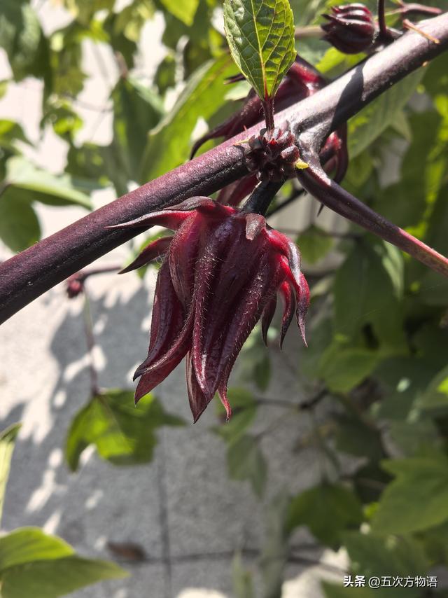 探访陈宝仓烈士故居，没想到遇见传说中的红桃K~