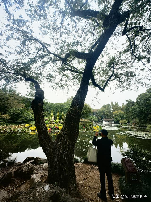 杭州植物园的菊花展——一场关于菊花的饕餮盛宴（一）