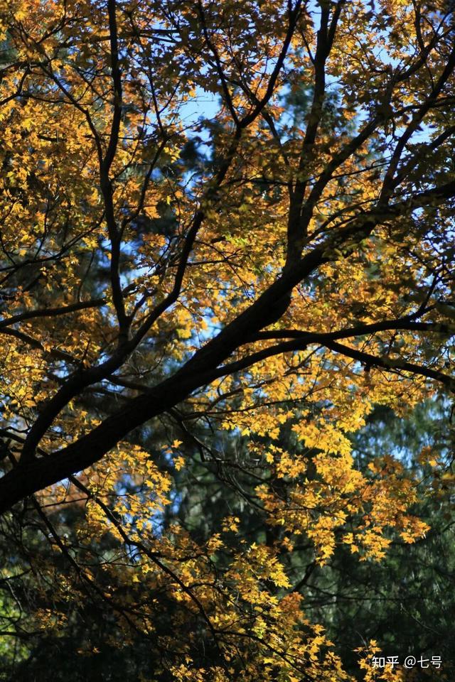 在八大处，寻到了北京最美的秋