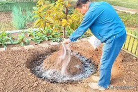 果树最正确的施肥的方式和施肥时间图片