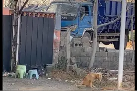 主人搬店瘫痪金毛被遗弃，它还忠诚得在等待，男子为它逆天改命！图片