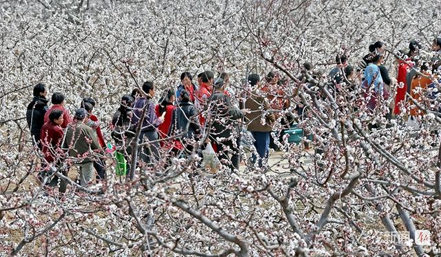 2026 年 3 月第四周 渭南文化旅游资讯微报（组图）