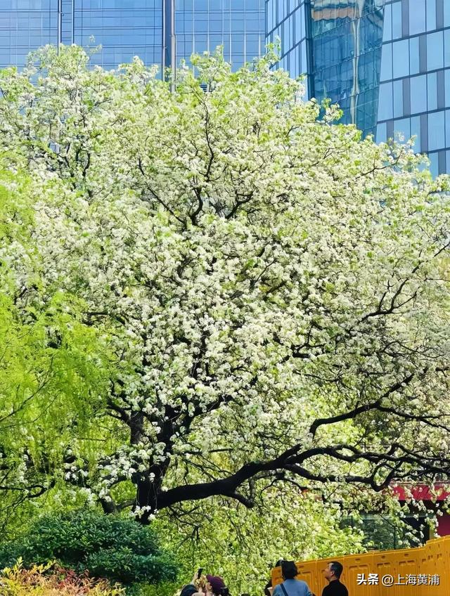 “魔都唯二”！太美啦！