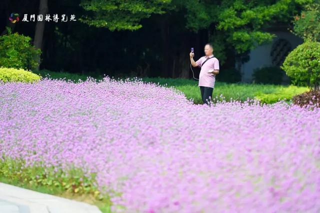 厦门秋季花海上新！红火焰、粉花海、黄金雨、橙灯笼……邂逅9月浪漫~