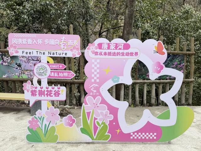 徒步阴平古道，艳遇紫荆繁花｜千年古道万亩紫荆待君来