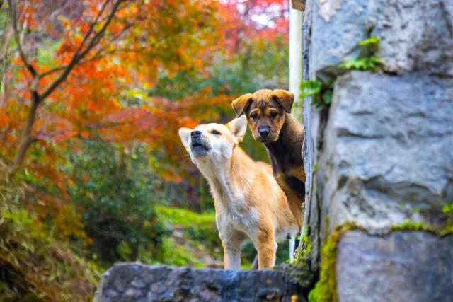 宁波四明山，成了“油画”