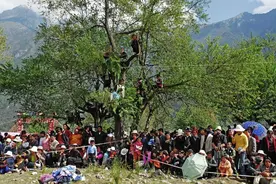 老话：阴树不能进家门，阳树不能进坟墓，哪些是阴树，都有啥道理图片