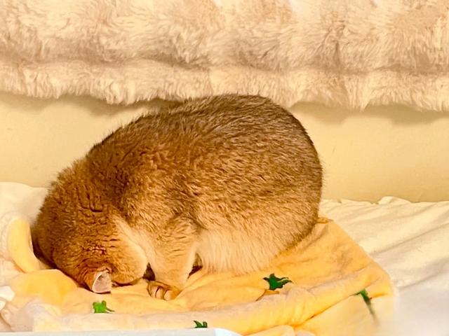 家里唯一一个不熬夜的！