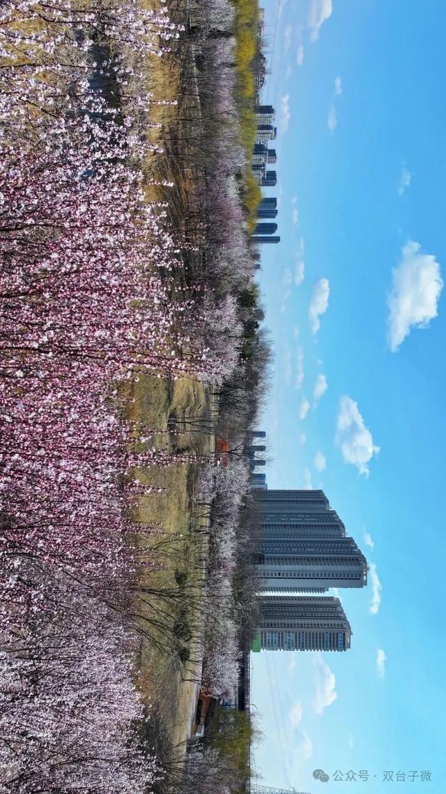 【视觉•双台子】十里桃香醉春风 满树芳菲映城郭