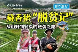 藏香猪“脱贫记”：从山野到餐桌的逆袭之路图片