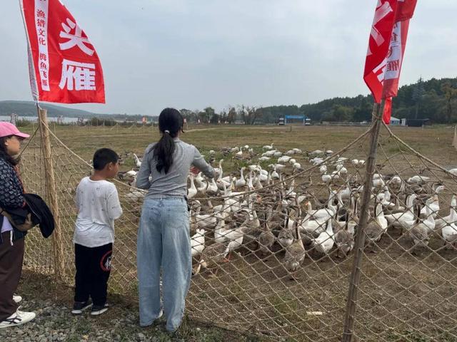 “彩头雁”翩跹起舞~快来长春这里与“好彩头”邂逅