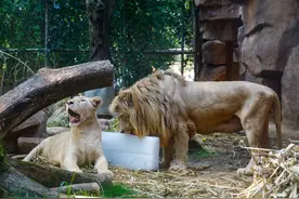 高温来袭 动物们如何避暑？记者实探成都动物园图片