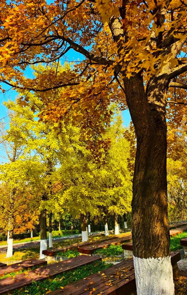 秋染园博,趣玩不停!这份秋日限定玩法清单,承包你的治愈时光