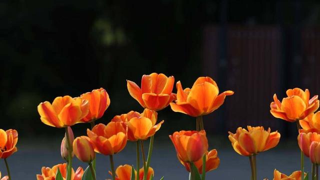 合肥4月花讯请查收！快进来交换春天→