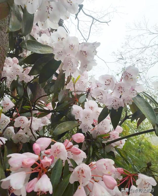四川又一高山杜鹃惊艳了，刚好进盛花期，云海中的花园，非常唯美
