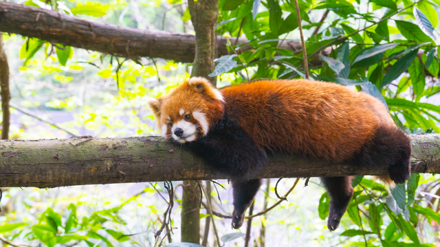 烟火成都丨景点选错＝白来？小贝亲测这篇攻略有效！