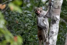 美媒：又有两只“出逃实验室猴”被找回，被发现时在吃花生果酱三明治图片