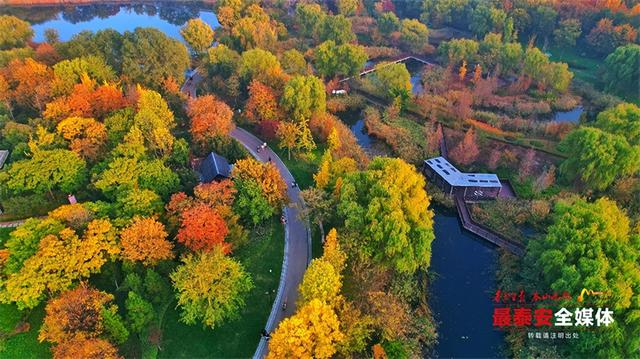 秋日宁阳，定格金色浪漫