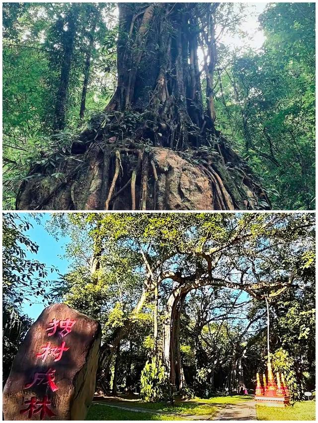 莫里热带雨林好风光