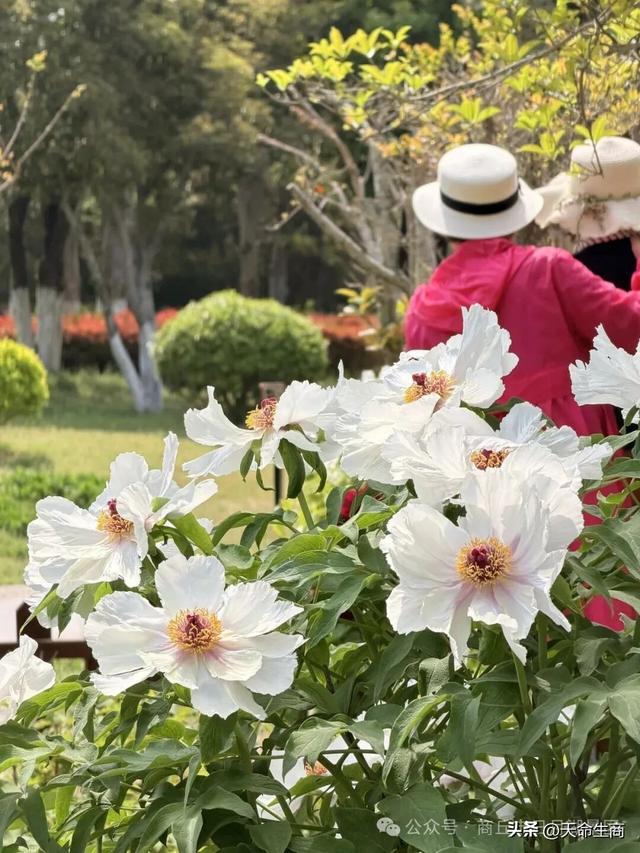商丘市日月湖景区牡丹花开