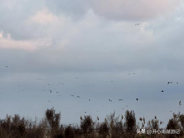 走，去渤海湾看候鸟…