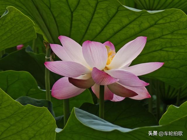 没有一株薰衣草的薰衣草庄园