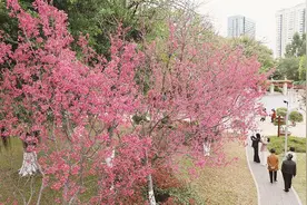 温暖厦门成候鸟老人“猫冬”首选地，有人表示希望定居厦门图片