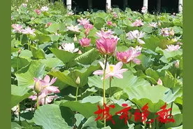 北湖公园荷花开了图片