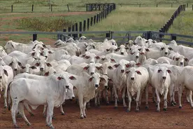 巴西活牛：空荡荡的市场，等待图片