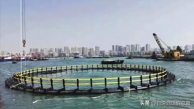 十多年老花胶多少钱 2026年十几年的花胶