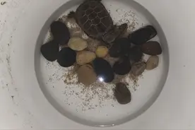 乌龟冬眠常用的七种方法，看看你的乌龟更适合哪种？图片