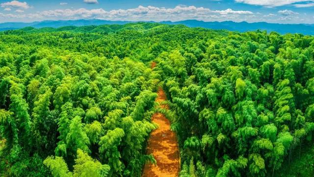 跑竹马，免游竹海！宜宾重磅推出“一人参赛，全家畅游”福利！