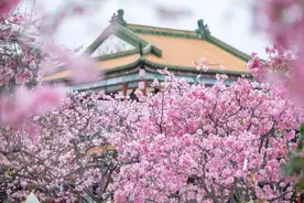 清明小长假：花城踏青享春光 “文旅+融合”出新彩图片