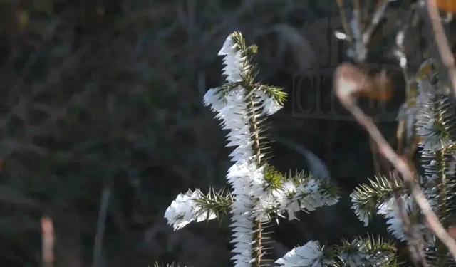 冷空气来袭！庐山、梅岭今冬首次出现雾凇