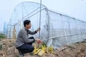 “黄瓜之乡”百座大棚的“防风保卫战”‌图片