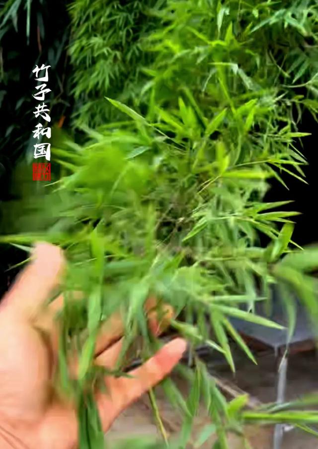 不要再去看黄果树瀑布了！