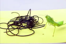 铁线虫出来后螳螂还能活吗？为什么说失去铁线虫的螳螂无法存活？图片