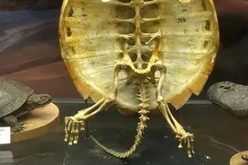 看完乌龟的骨骼后，你就会明白，它为何是世界上最诡异的动物之一图片