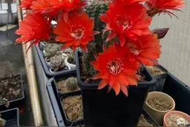 让仙人球开花，只要做到“3多1少”，年年开花，又大又艳很喜庆图片