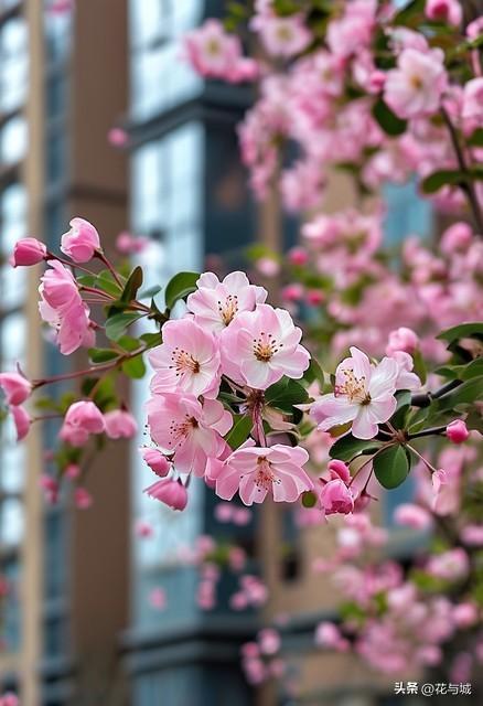 南昌的春天，被这片海棠花海承包了！满城粉雾，美到窒息