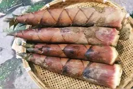 中国有500多种竹子，哪些竹笋比较常见、比较好吃呢？图片