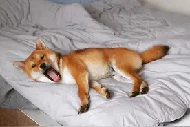 女子与狗狗共享生活，六个月后因腹胀不适就医，结果令人意外图片