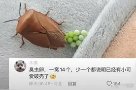 专家揭秘：衣服上发现荔蝽虫卵要当心！图片