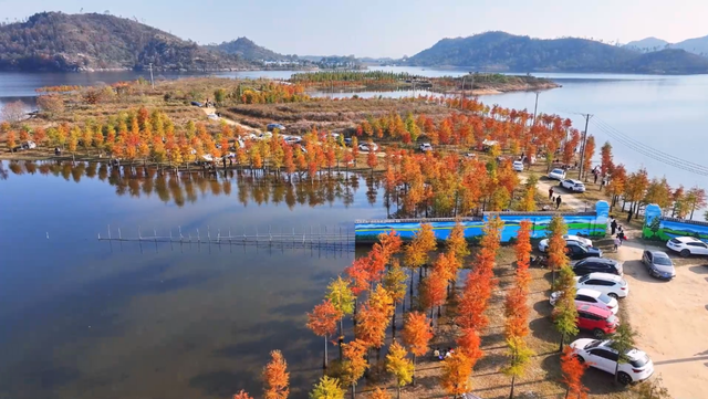 麻城：初冬红杉映碧水 湿地风光引客来