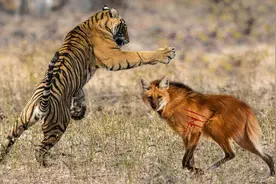 黑尾狼王挑动战乱，遭老虎雷霆反击：黑尾狼帮彻底灭亡|故事图片