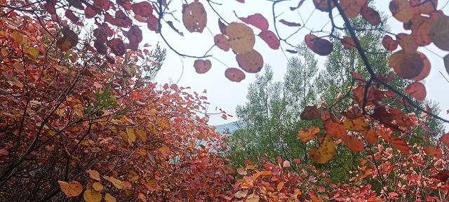 骊山红叶似火 车辆行人如织