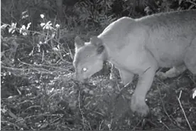 动物有多怕人类？听到人声就逃走，甚至影响生育，还有的直接吓死图片