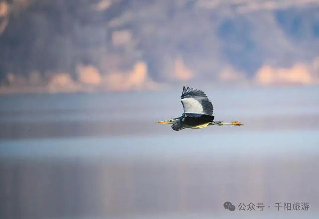 我在千湖湿地撞见了冬天的温柔